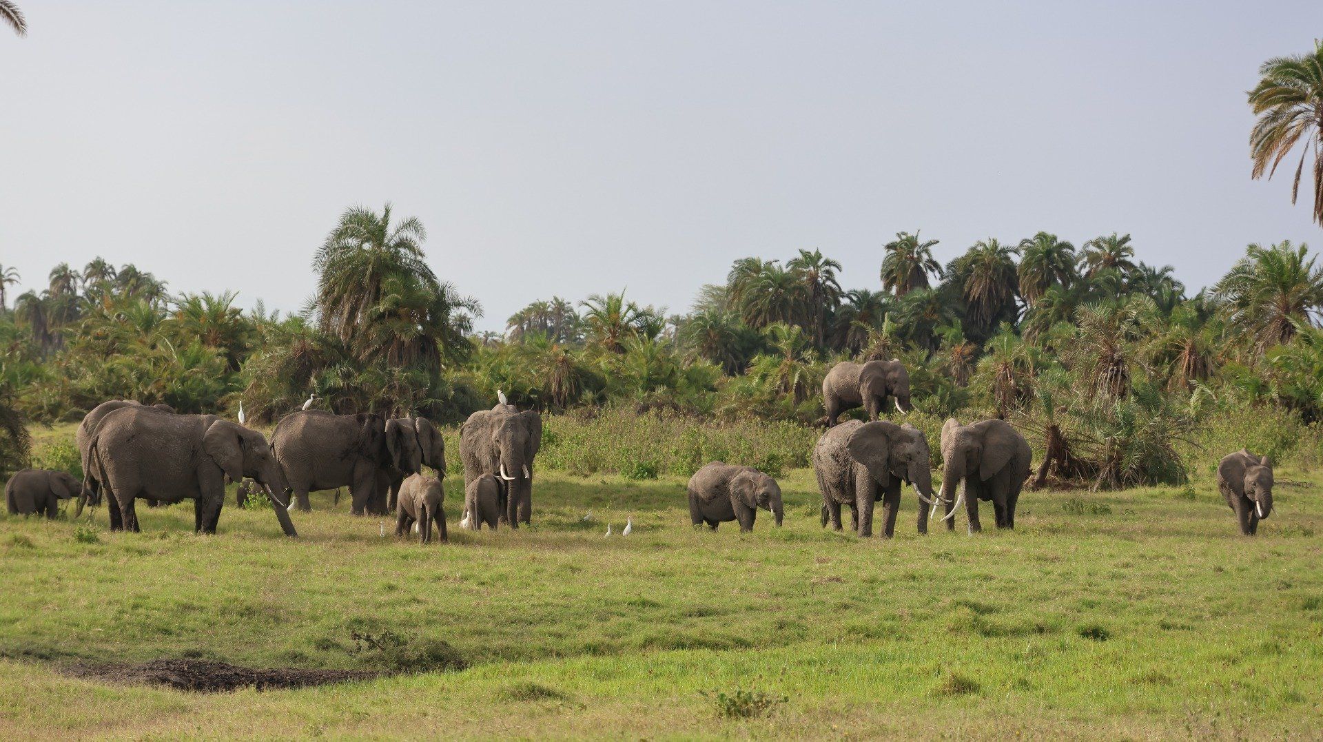 4 Days, 3 Nights Masai Mara Safari  Itinerary