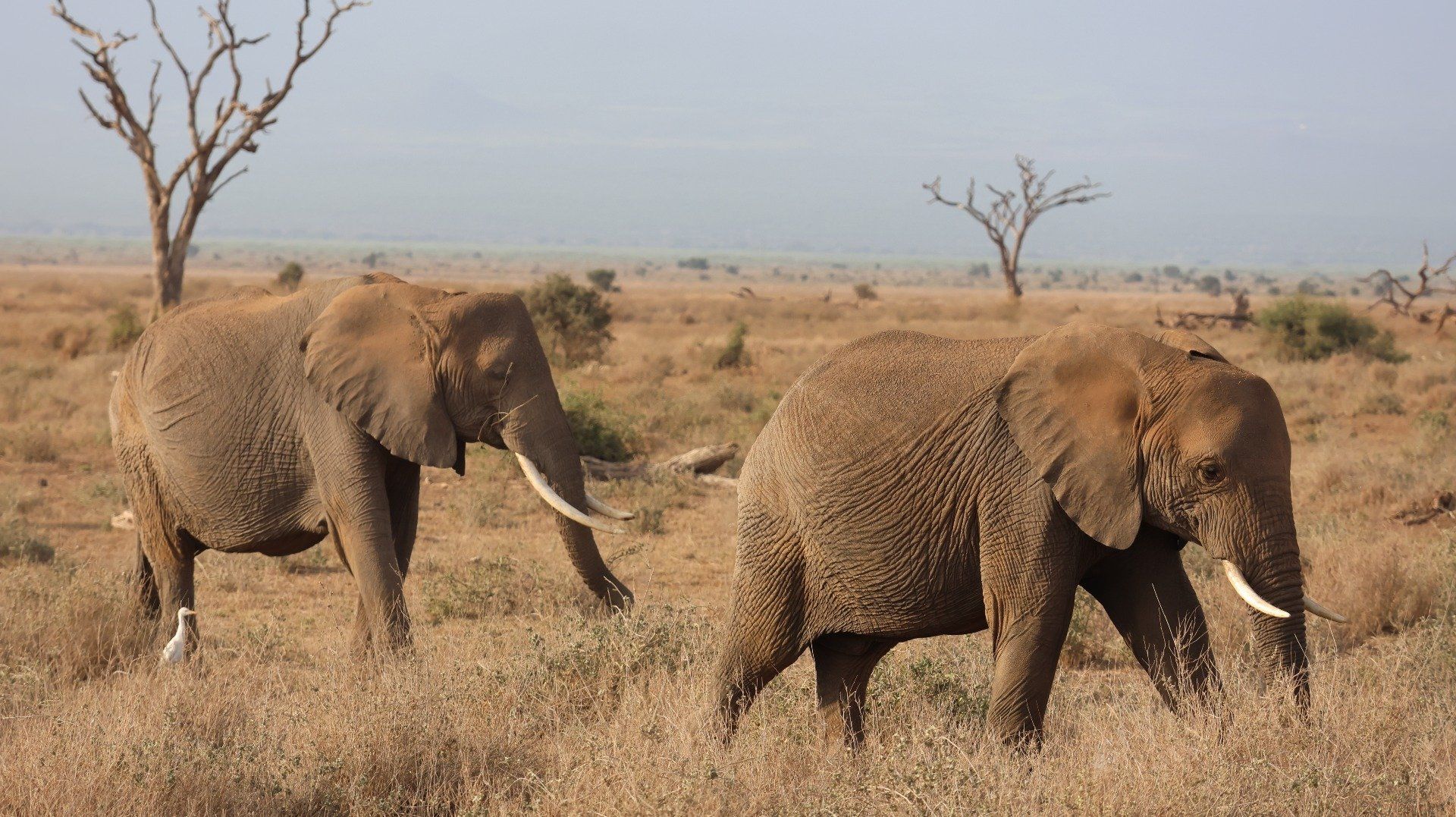  3 Days/ 2 Nights Amboseli Luxury Safari
