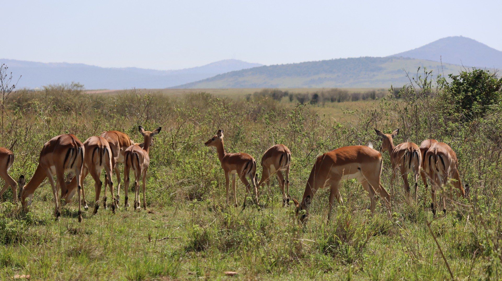 3 Days, 2 Nights Masai Mara Safari Itinerary