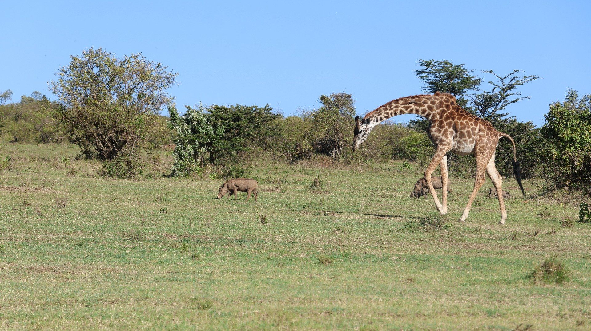 3 Days, 2 Nights Masai Mara Safari Itinerary