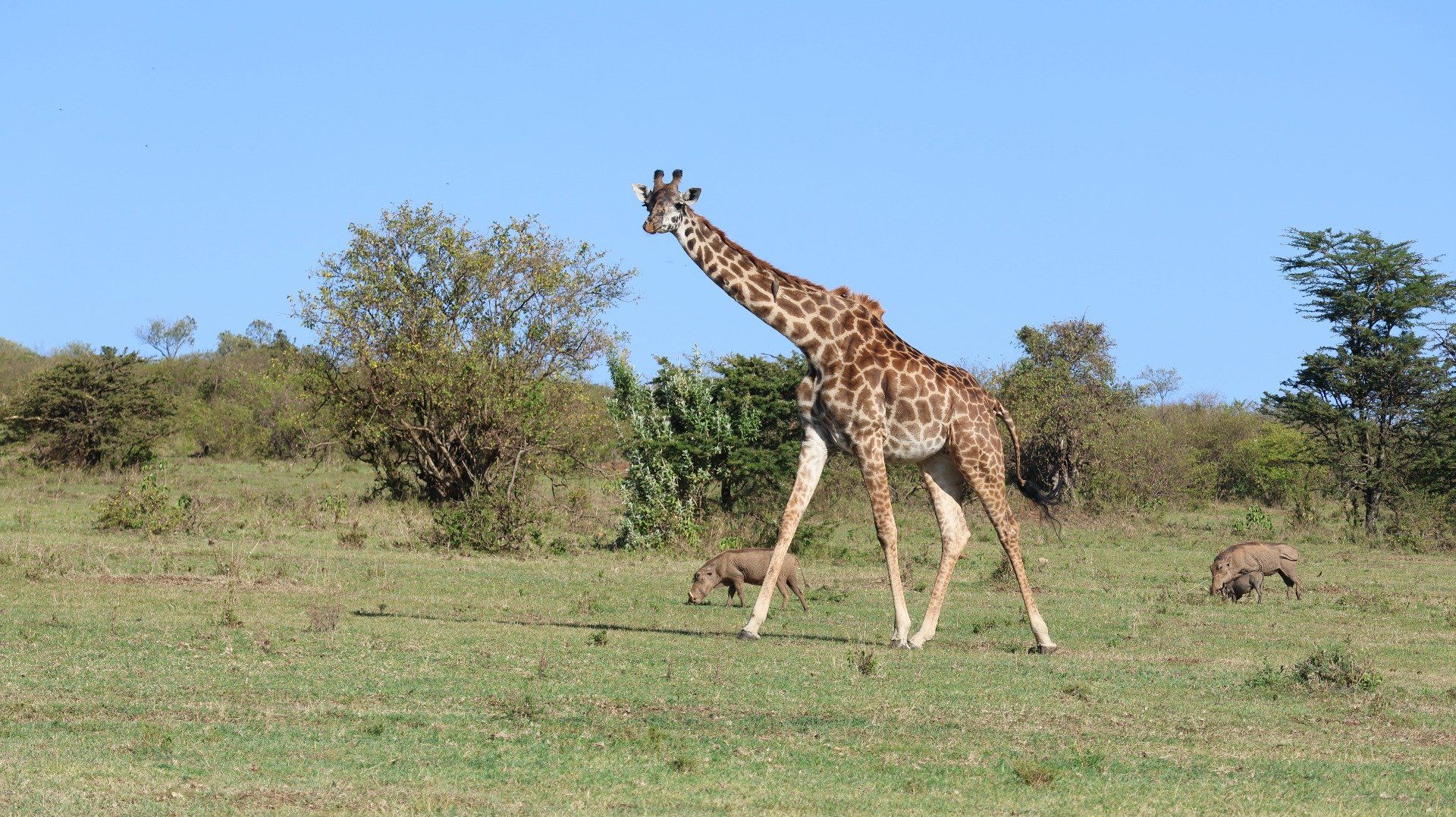 3 Days, 2 Nights Masai Mara Safari Itinerary