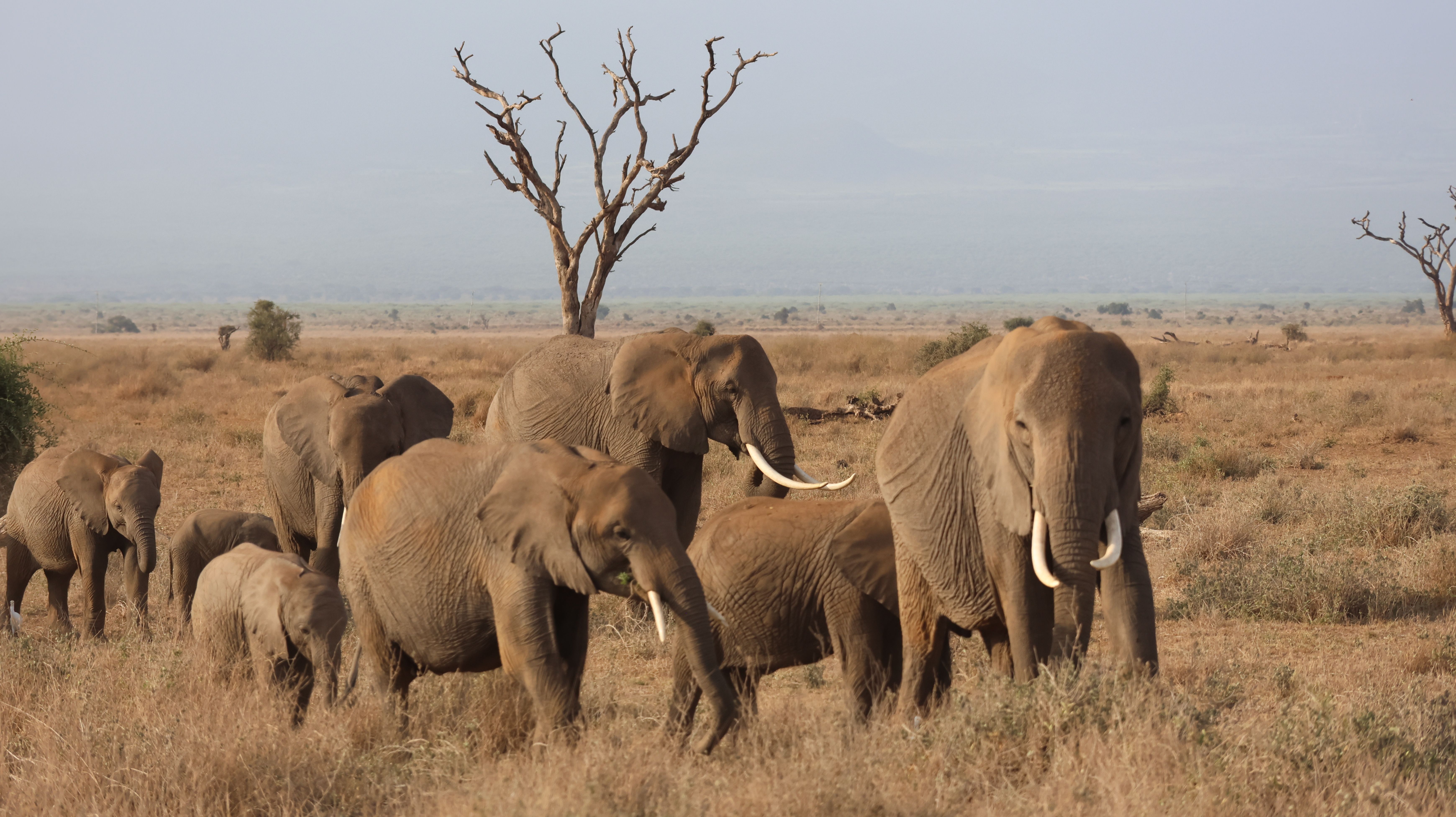 4 Days Amboseli Classic Safari
