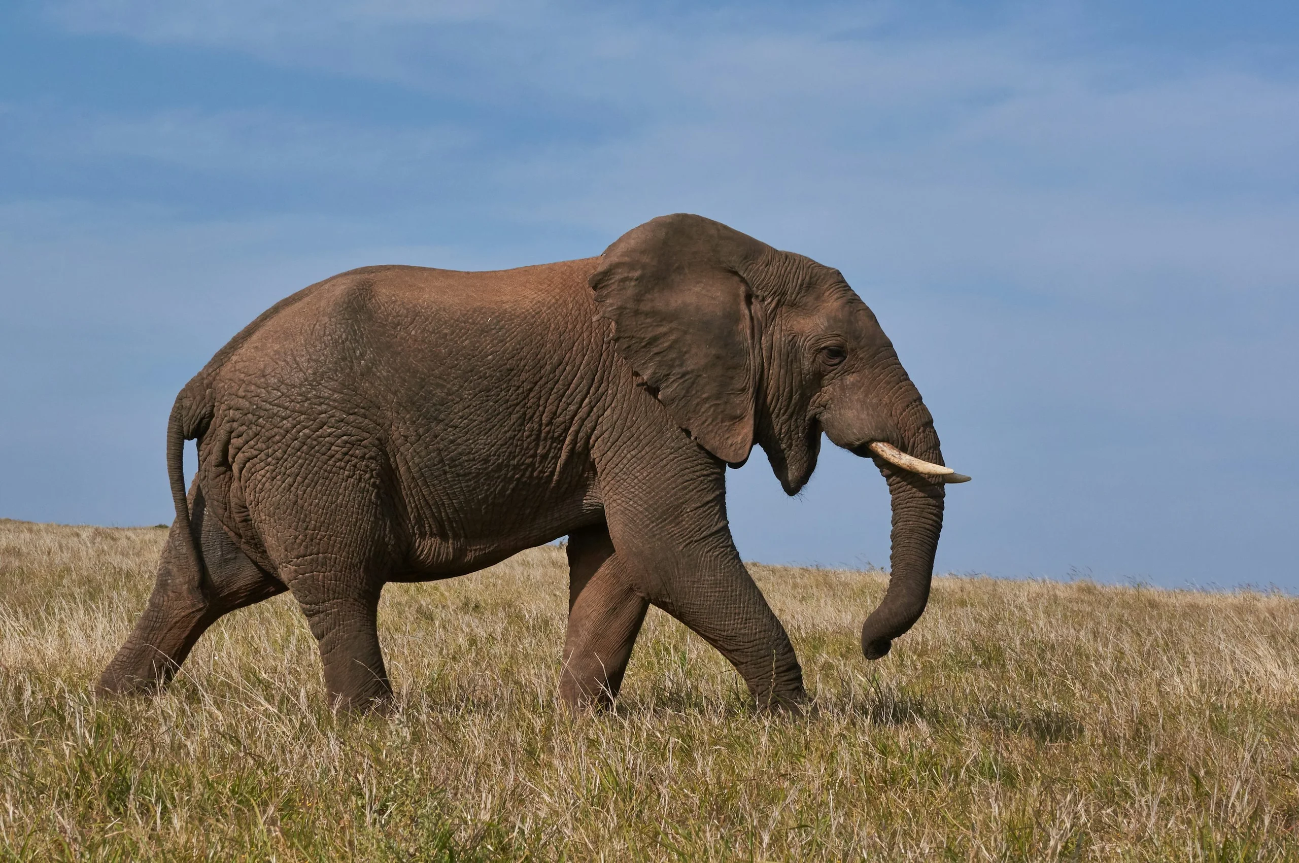 Embark on the journey to your next safari